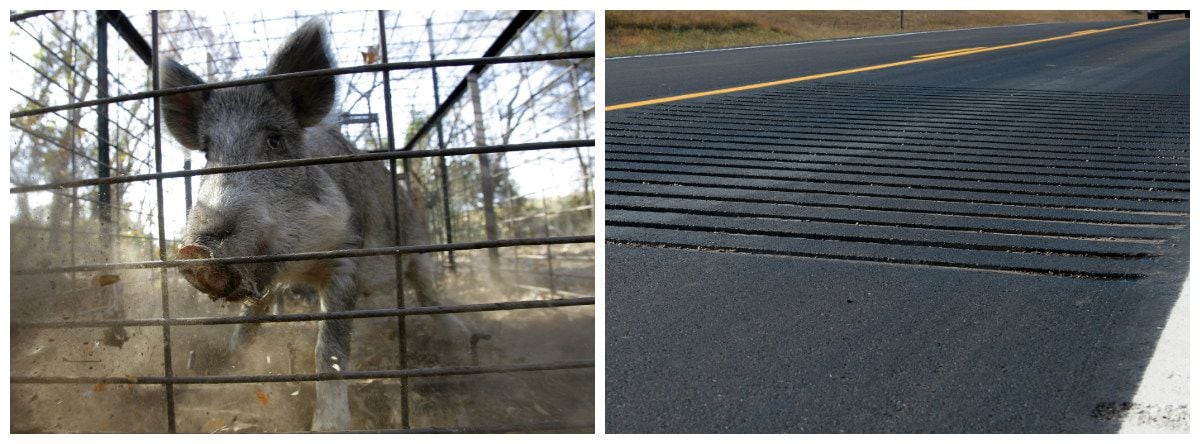 Left: A feral hog. Right: Rumble strips.