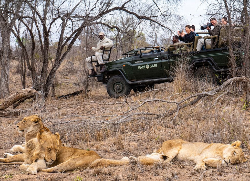 Earth Lodge's expert trackers Lazarus and Louis strike gold: a pride of lions sleeping off...