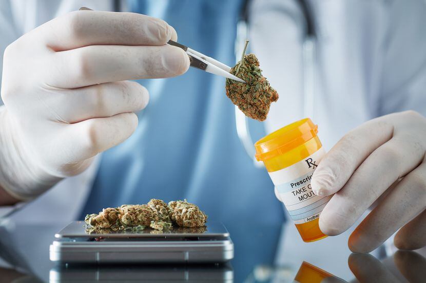 Un médico autorizado dispone de pedazos de marihuana en un dispensario autorizado.