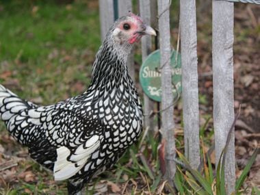File photo of a hen. If Plano city council votes to allow residents to keep backyard hens, owners with a permit would be able to sell eggs.