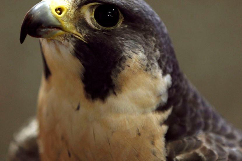 Xena, a peregrine falcon, at the Blackland Prairie Raptor Center in Lucas
