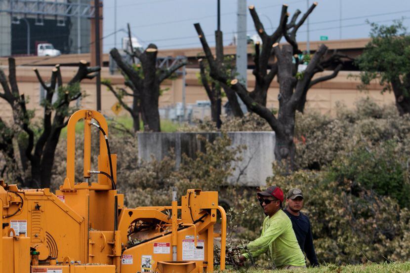 Workers work to remove the oak trees that line Forest Lane in June, 2017. 