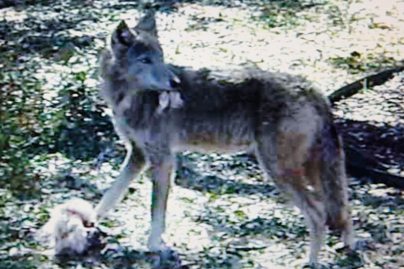 Captura de video de Logan Gray de Rowlett, que vio un coyote en la yarda de su vecino en...