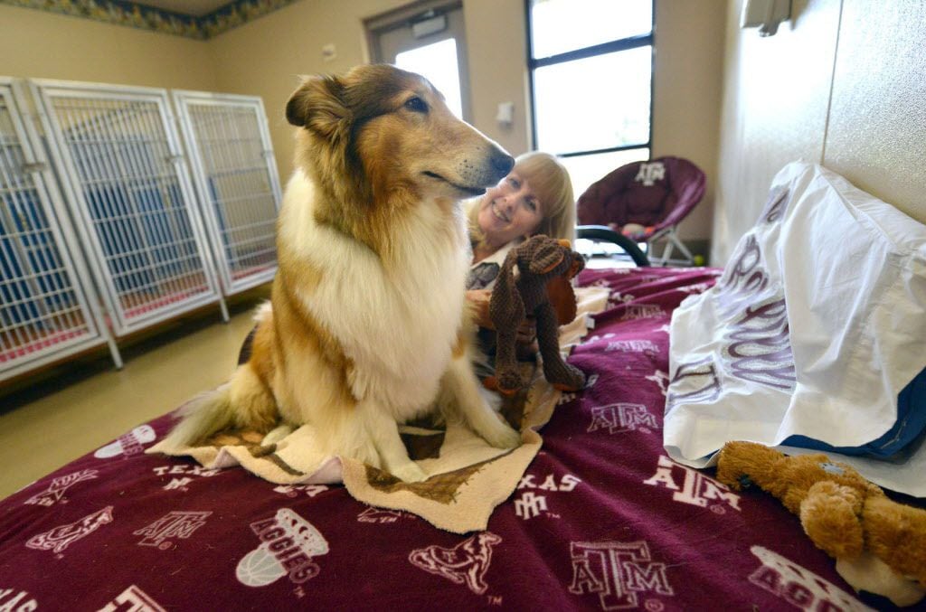 In a 2015 file photo, Reveille VIII sits on her futon as Ellie Greenbaum of the Stevenson...
