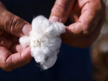 Brian Adamek, feels for cotton seeds in his hands Tuesday, August 9, 2022, in Victoria,...