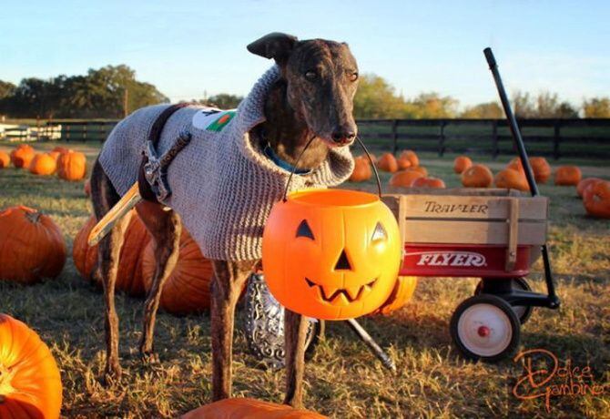 Dog About Town: Walking under the trees and in the pumpkin patch ...