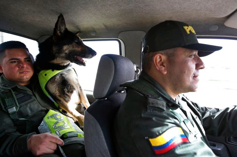 La perra antinarcótica Sombra va en la camioneta con su cuidador, José Rojas, al área de...