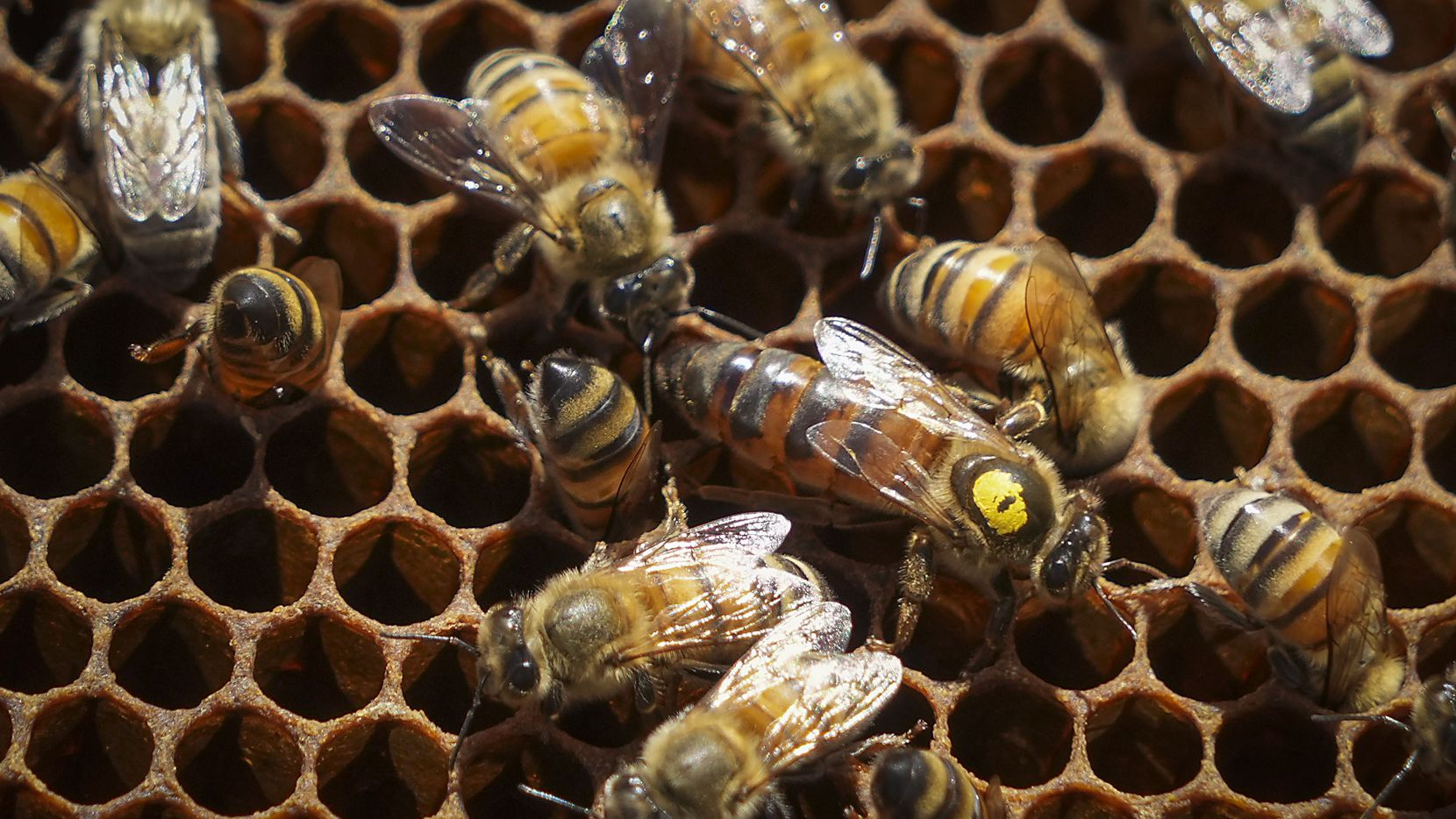 A queen honey bee (with dot on back) is seen during a hive inspection as part of the...