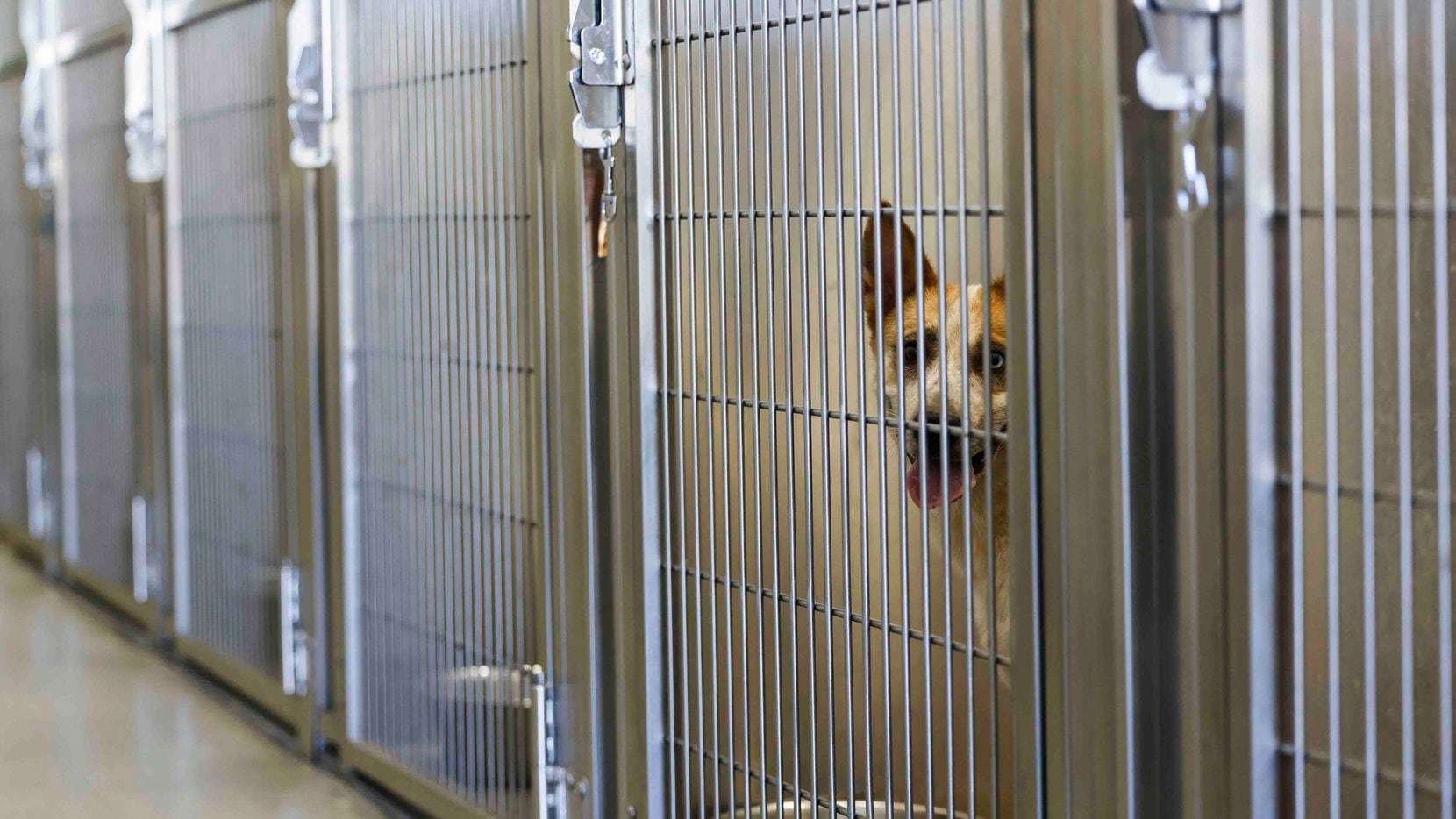 A loose dog sits at a kennel of Dallas Animal Services shelter after it was rescued from...