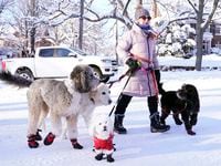 Courtney takes several dogs for a stroll near Lake of the Isles in Minneapolis on  Thursday,...