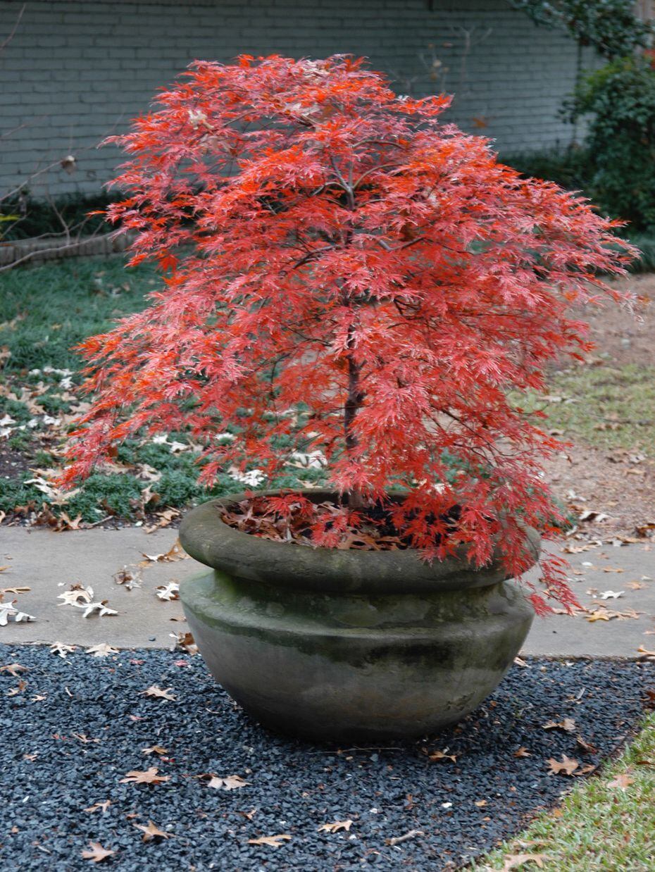 Orangeola is one of Howard Garrett's favorite Japanese maples and has impressive fall color.