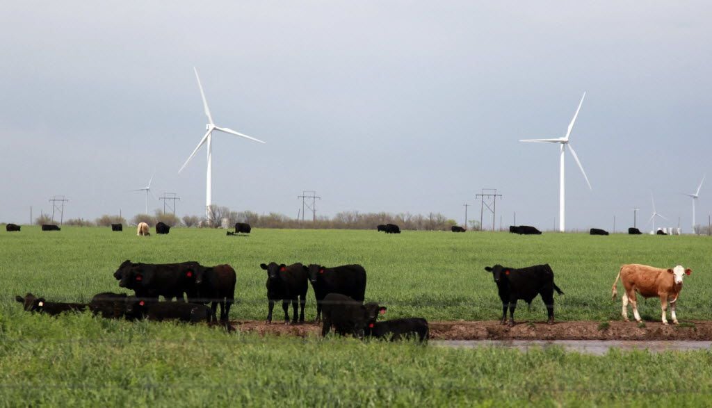 Cattle graze near some of the 90 Clipper Windpower turbines at BP's Trinity Hills Wind Farm near Olney,  TX  on Tuesday, March 27, 2012.