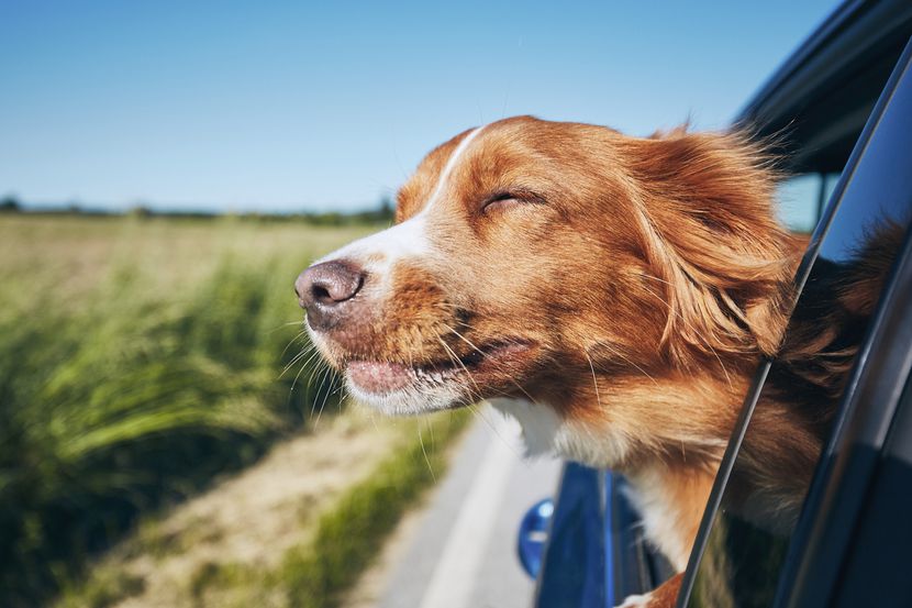 Muchos perros suelen asomarse por la ventana del coche, pero si no los cuidan, su salud...
