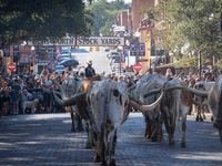 People line up to watch the morning cattle drive at the Stockyards Station in Fort Worth.