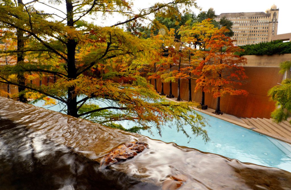 Fall colors on the cypress trees at the Quiet Water Pool, in The Fort Worth Water Gardens in...