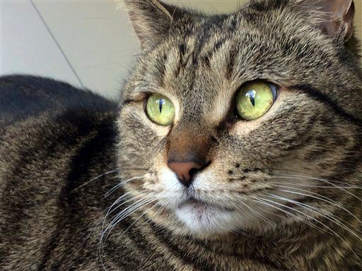 La gata desapareció en Watsonville, California, en agosto de 2014 y reapareció a 4.800...