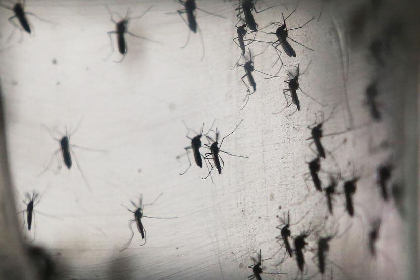 Los mosquitos son los transmisores del virus del zika. Repelente y evitar estar en...