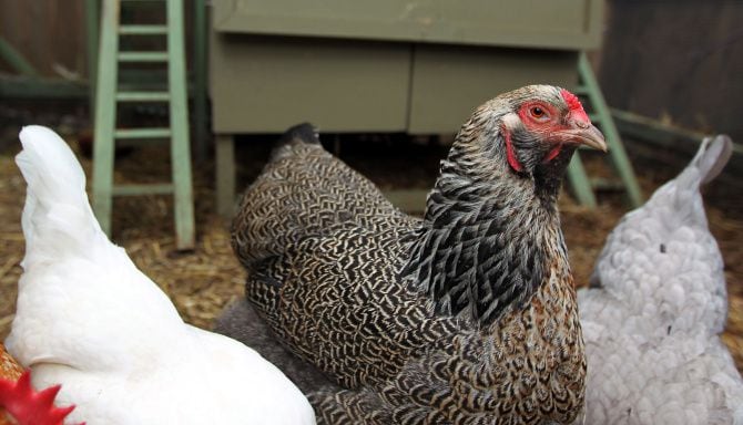 En Arlington, las gallinas deben permanecer en un gallinero o corral a más de 50 pies de...