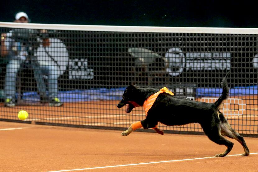 Utilizaron a perros de la calle en el Abierto de tenis de Brasil. FOTO AP
