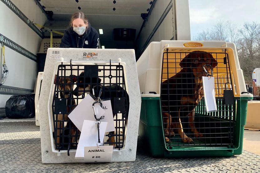 La SPCA de Texas y la Oficina del Sheriff del condado de Hunt confiscaron docenas de gatos y...