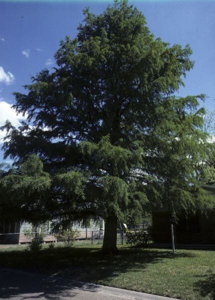 Bald cypress. It has become one of the most popular trees in the area over the last few...