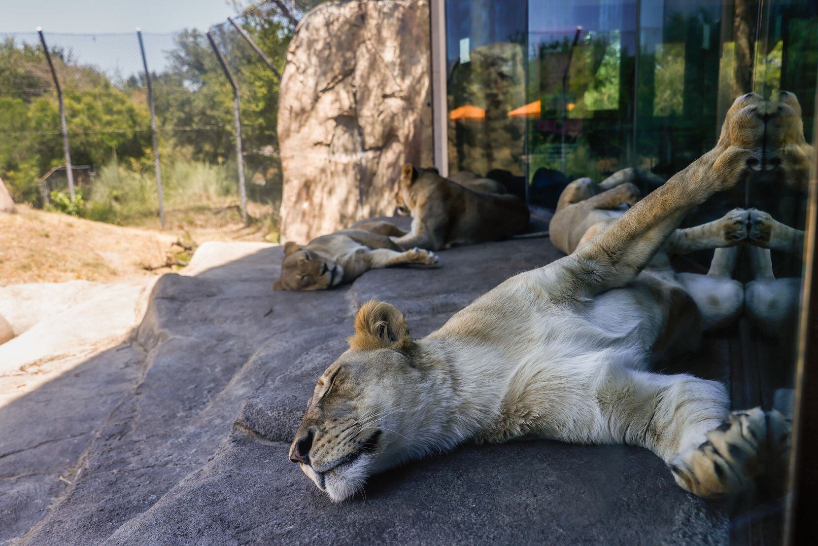 Lionesses at the Dallas Zoo rested last week under a shade that is kept at cool temperatures...