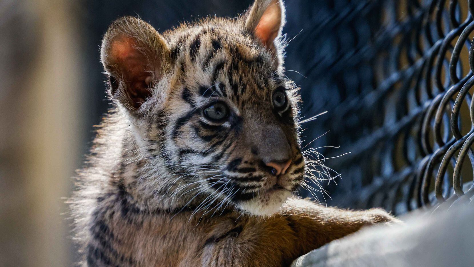 A 9-week-old tiger cub spends time in the open recreation area for the first time at the...