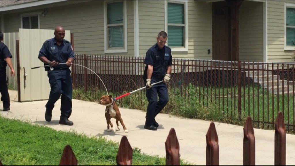 Dallas police and animal control officers wrangle a dog that authorities say bit a man in...