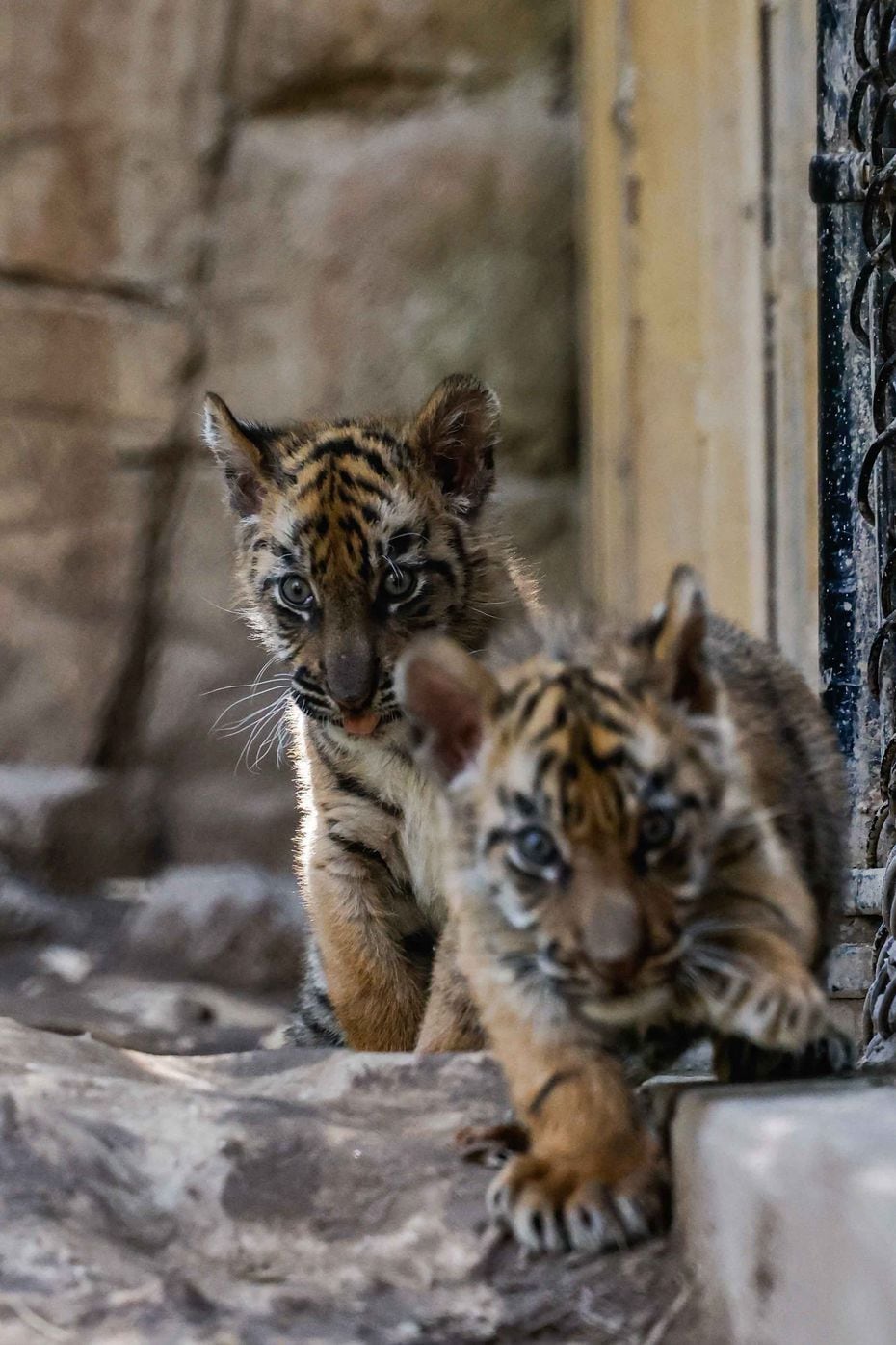 Nine-week-old tiger cubs Rudi and Nety make their way down the incline inside their habitat...
