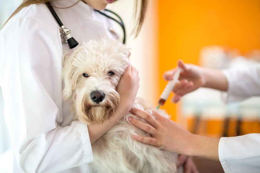Este sábado 20 de noviembre se aplicarán vacunas gratis a perros y gatos en la ciudad de...