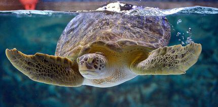 Plastic Straws Help Sea Turtles Drink Water Better – The Sundial