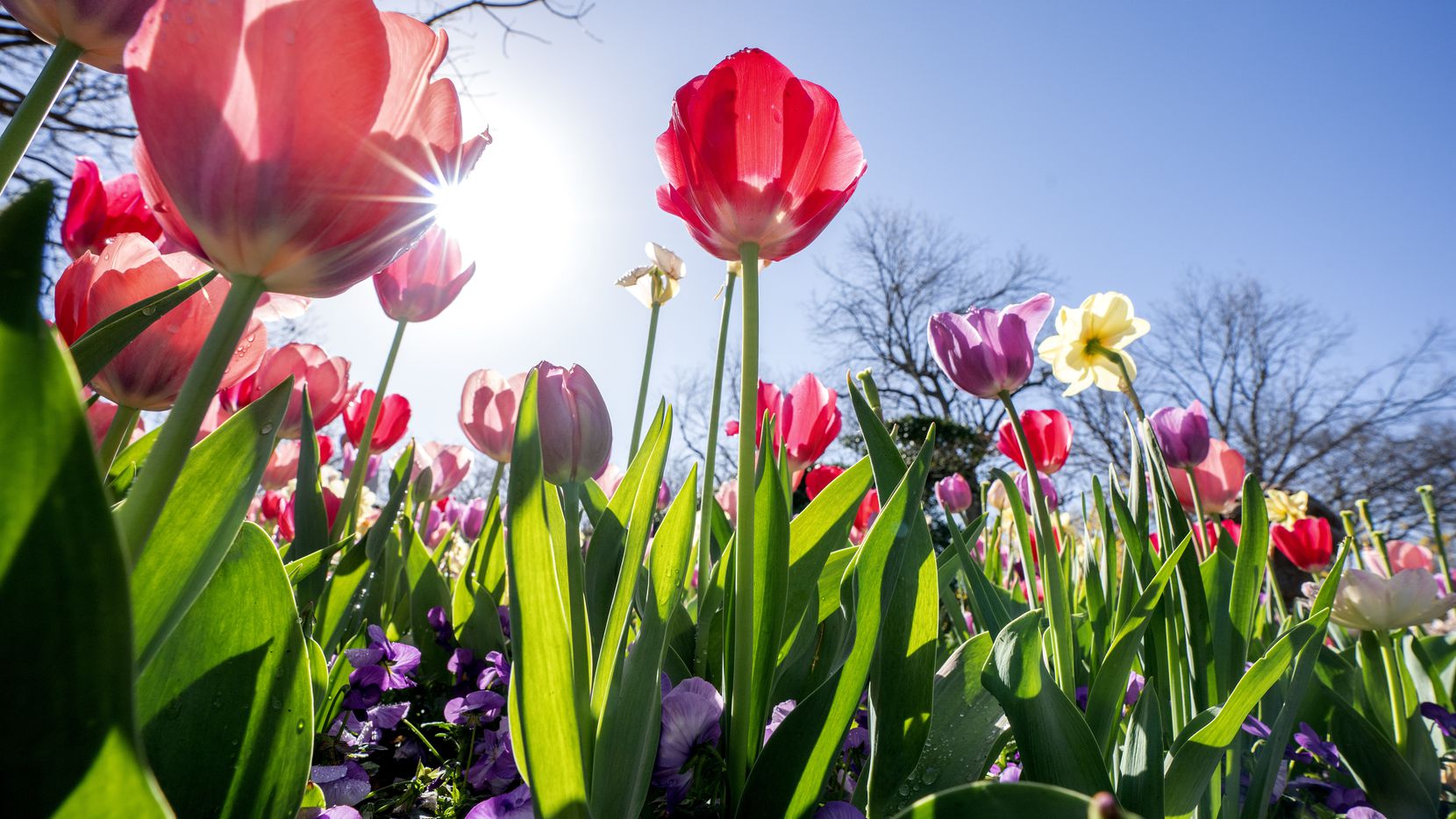 Pink and purple tulips grow among daffodils during the Dallas Blooms festival at the Dallas...