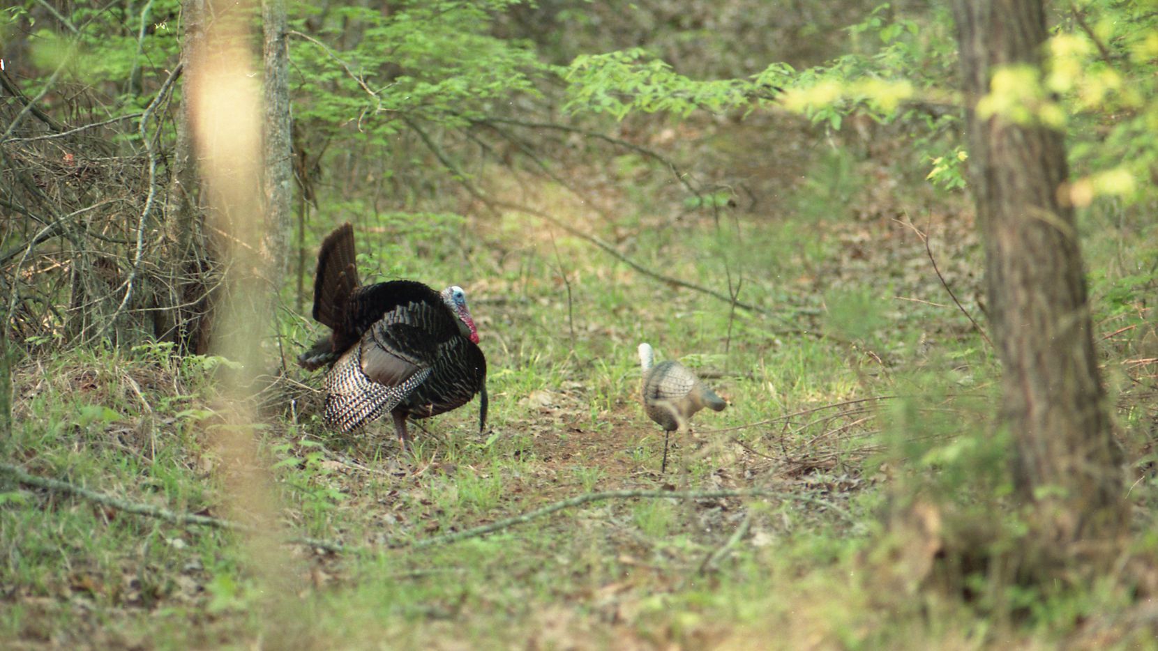Tennessee Spring Turkey Season 2024 Bili Mariya