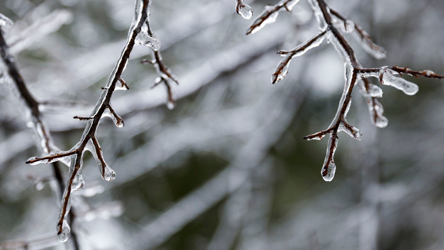 Ice covers branches of trees near White Rock Lake in Dallas, Thursday, Feb. 2, 2023.