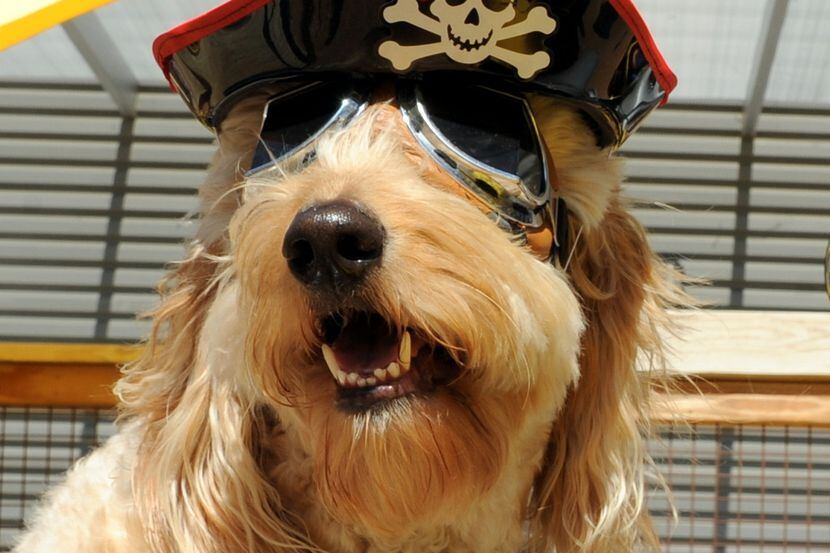 Nelson the Golden Doodle wearing a pirate hat