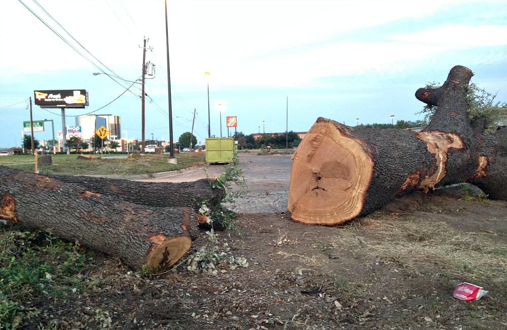 Click through for a look at what remains of the live oaks that once covered Forest Lane just...
