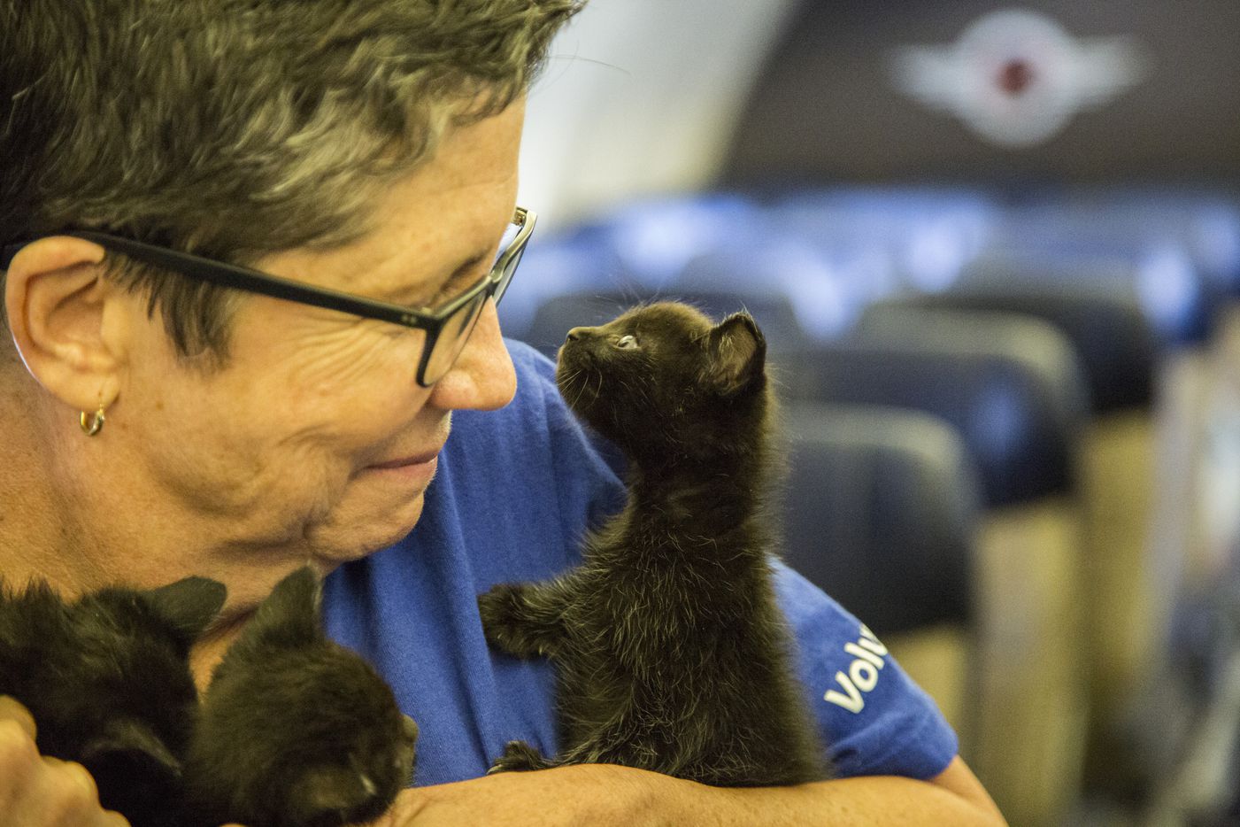 Southwest Airlines Flies Dogs Cats Displaced By Harvey To New Home