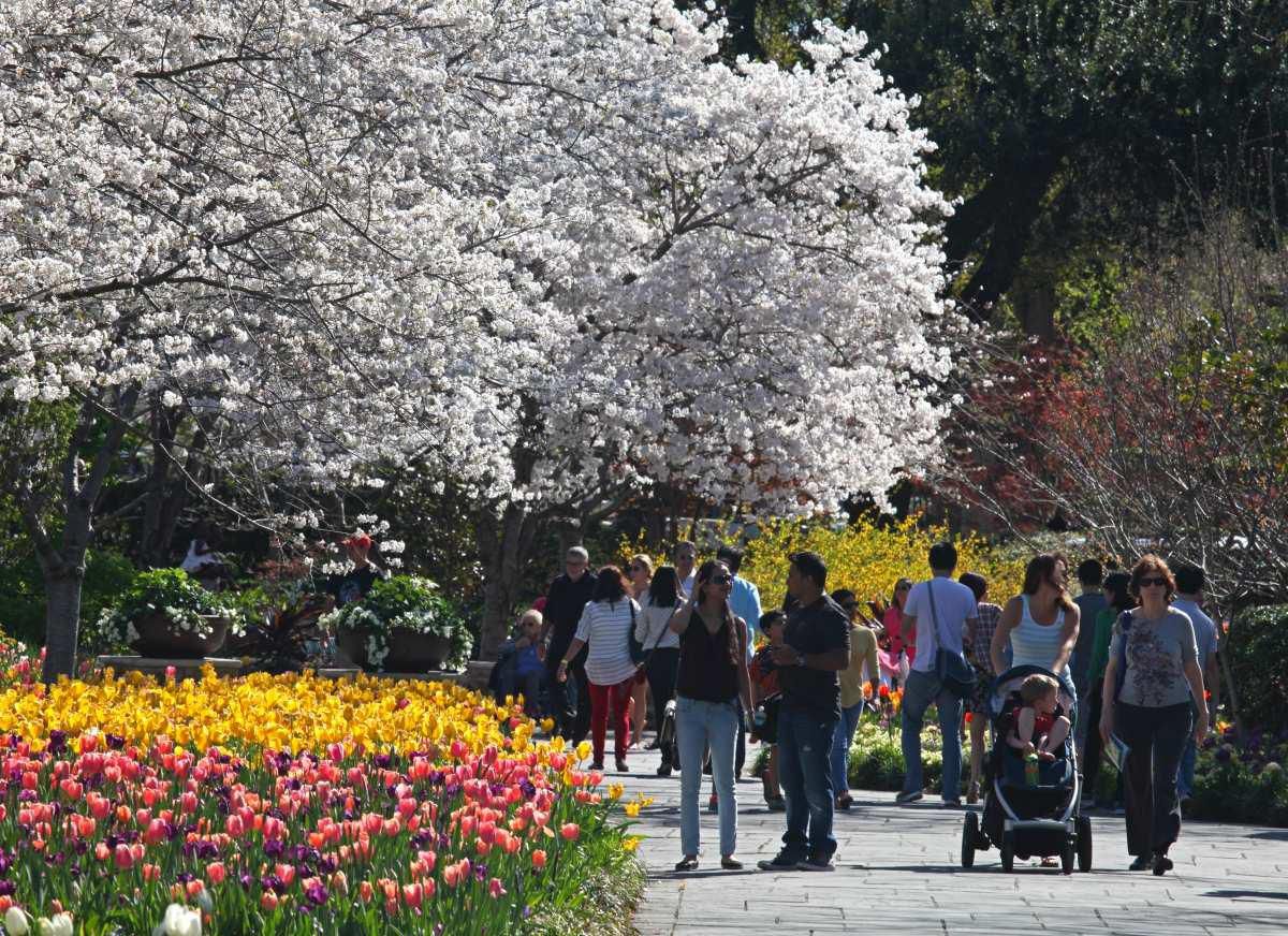 Última semana del festival Dallas Blooms en el Arboretum