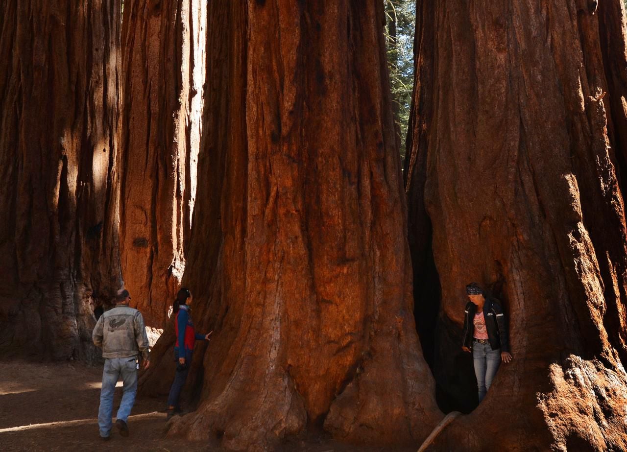 The vascular systems of North Texas trees aren't nearly as well suited as those of California's giant sequoias (shown here, in Sequoia National Park) and redwoods to carry water to great heights.