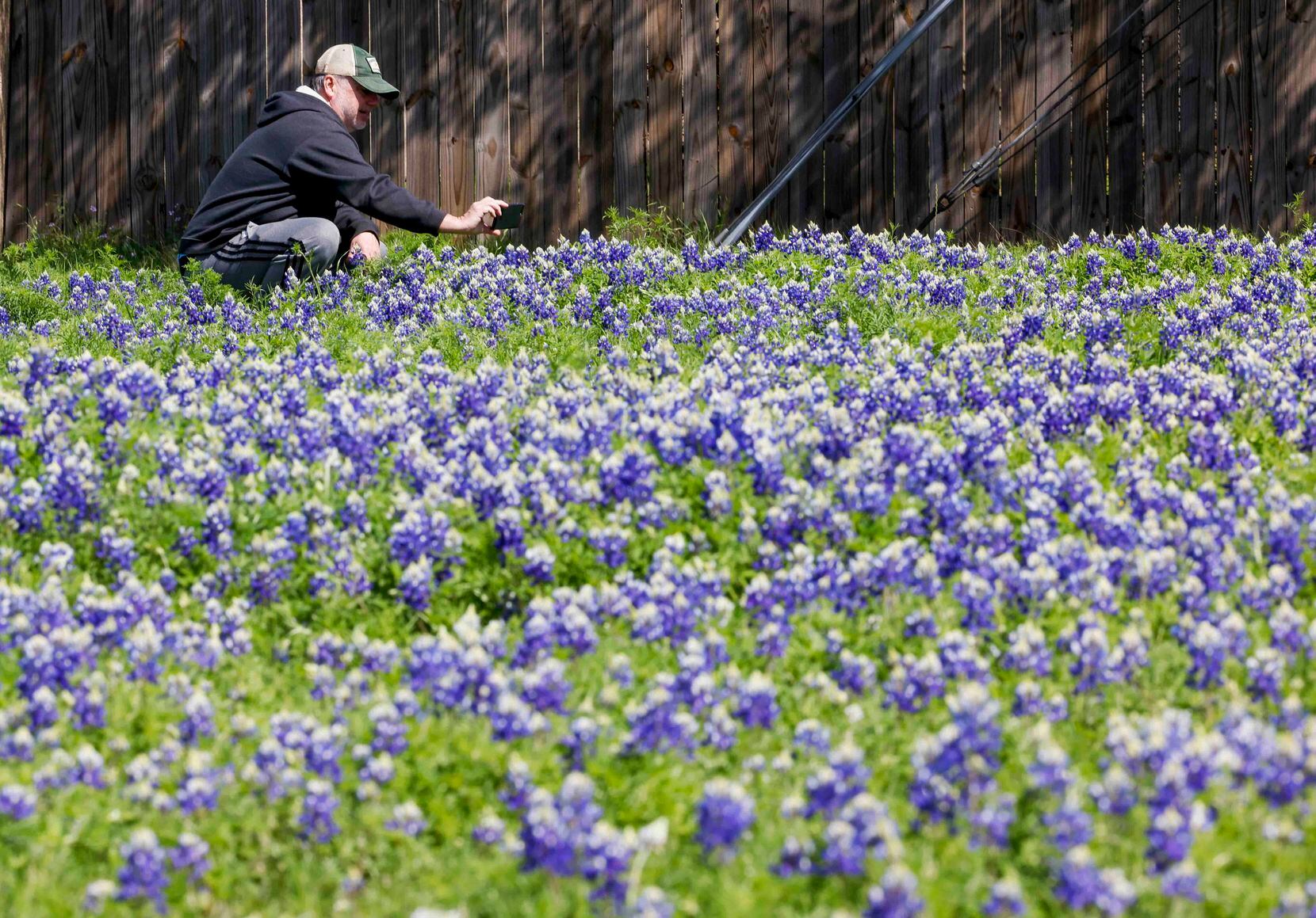 Greg Johnson, visiting from Missouri, takes photos of bluebonnets at the Bluebonnet Trail on...