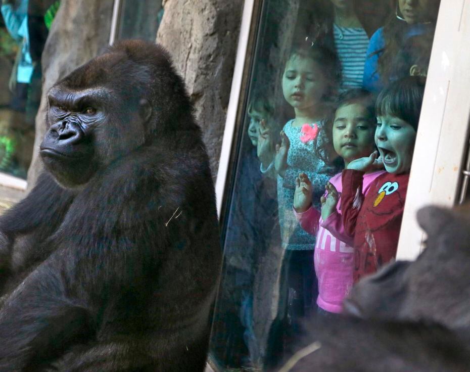 Gorillas B'Wenzi (left) and Shana weren’t in the mood to greet visitors in 2015.