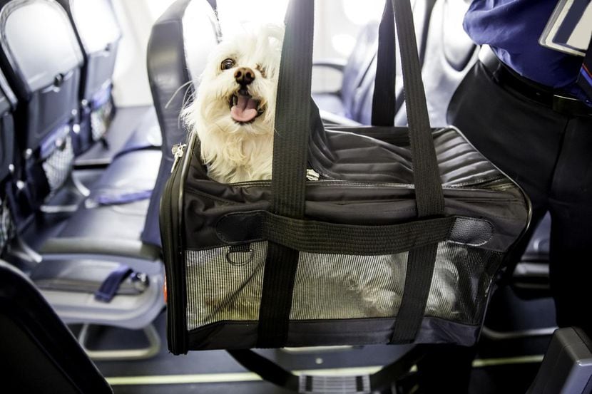 Un perro en una bolsa para maletas abordo de un avión.(GETTY IMAGES)

