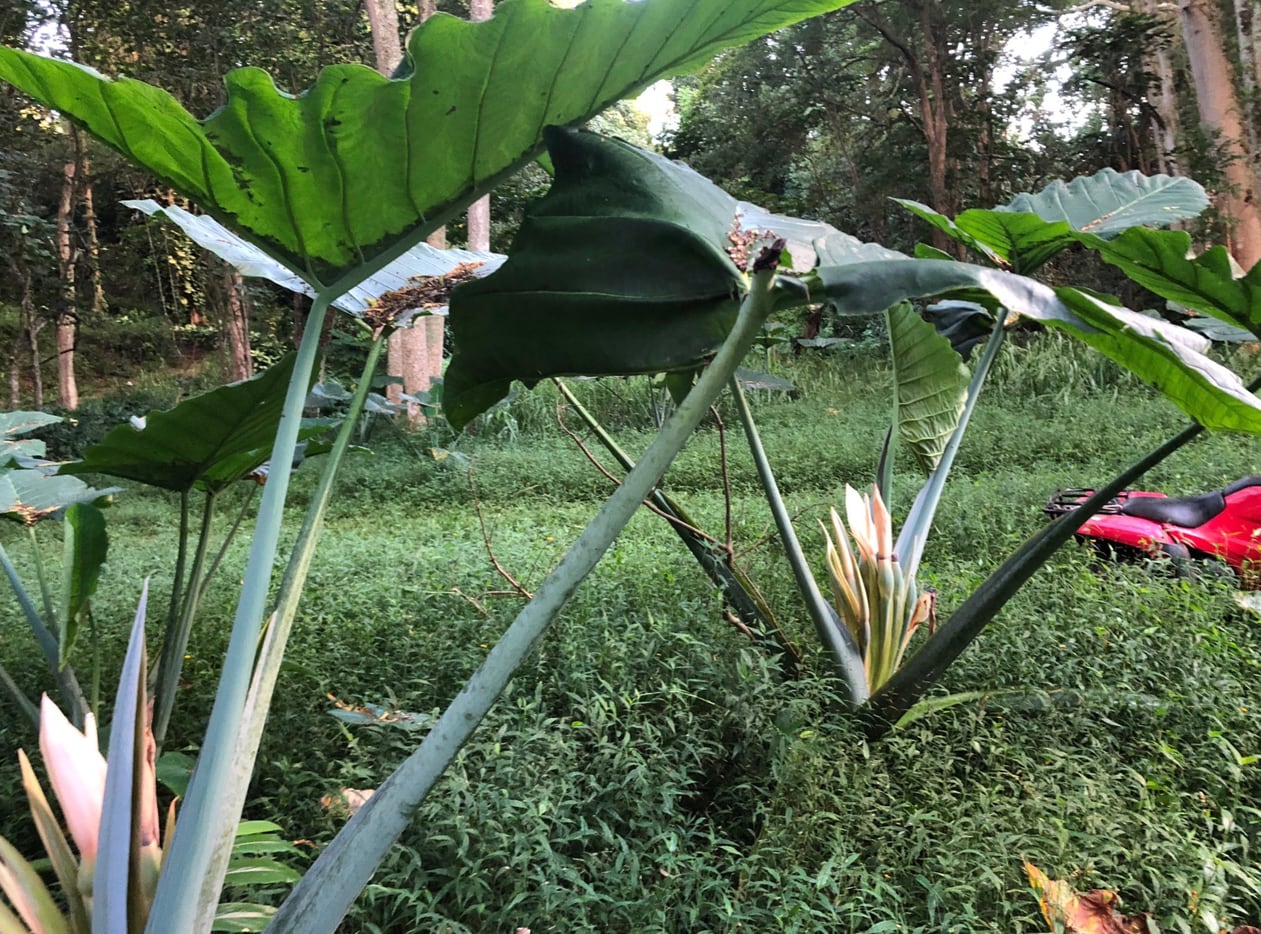Elephant Ears on Kauhi can grow to seven feet in height or more.