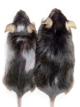 The mouse at right is the control mouse, and the one on the left has bald patches when it...