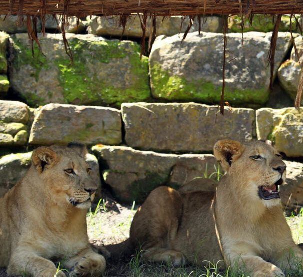 Three new young lions, from left, Saba (female), Jabulani (male), and Abagebe (female), went...