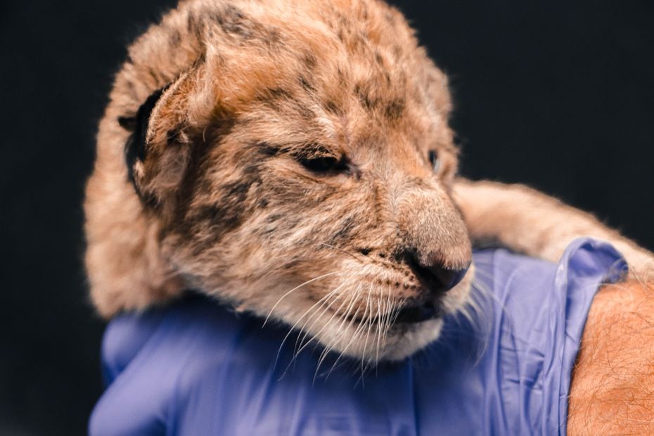 One of two female cubs  is examined by a Dallas Zoo vet. 