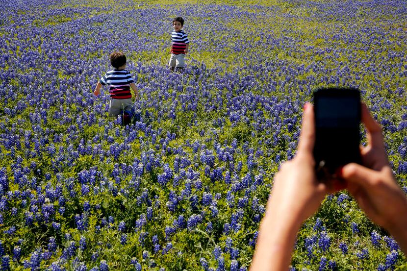 Consejos para tomar la foto perfecta en temporada de bluebonnets / G.J. McCarthy/The Dallas...