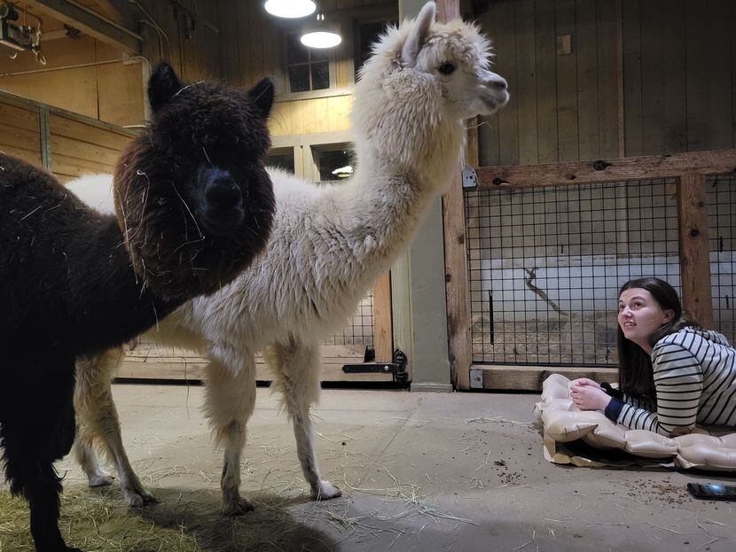 Zoologist Meagan Macy is pictured spending the night with alpacas Janice, left, and Noelle.