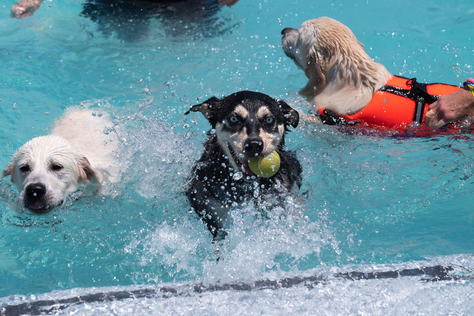 Astros' official 'Dog Day' has a pretty paw-some giveaway