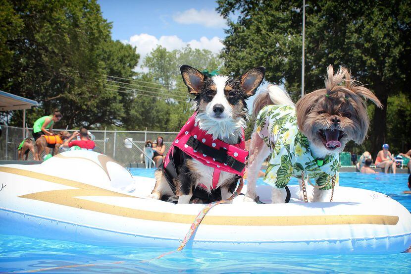 Luna (left) and Ducky lounged at last year's Pooch Paddle in Corsicana.